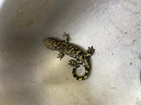 Salamander